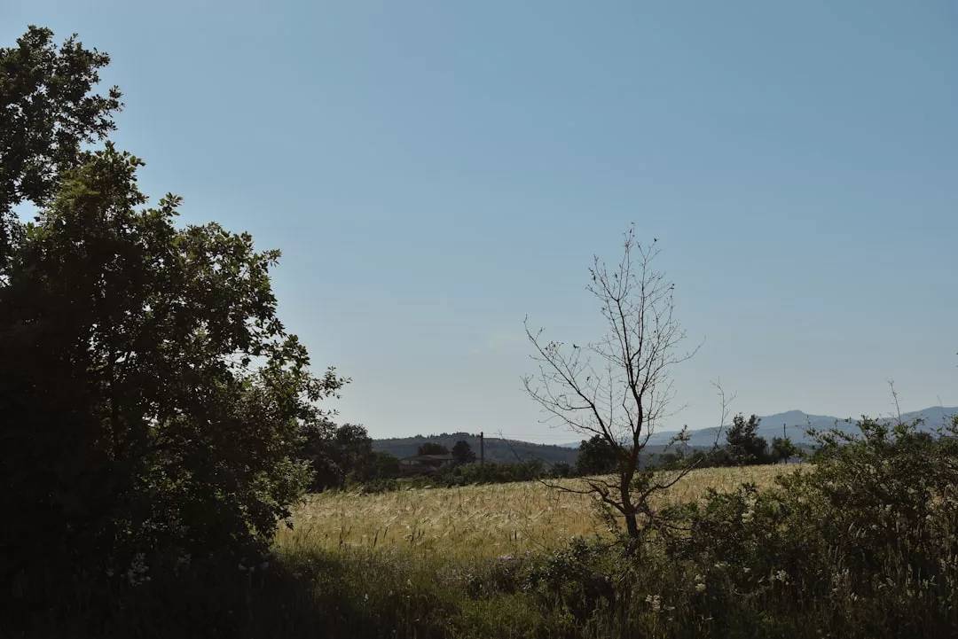 Eine Grasfläche mit einer Mischung aus belaubten und kahlen Bäumen unter einem klaren blauen Himmel, mit in der Ferne am Horizont sichtbaren Hügeln – ein Abbild der ruhigen Landschaft Mallorcas.