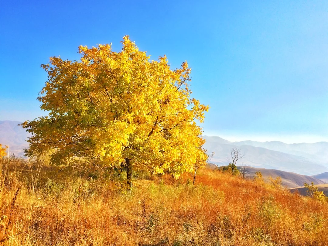 Ein Baum mit leuchtend gelben Herbstblättern steht auf einem grasbewachsenen Hügel unter einem klaren blauen Himmel auf Mallorca, im Hintergrund sind Berge zu sehen.