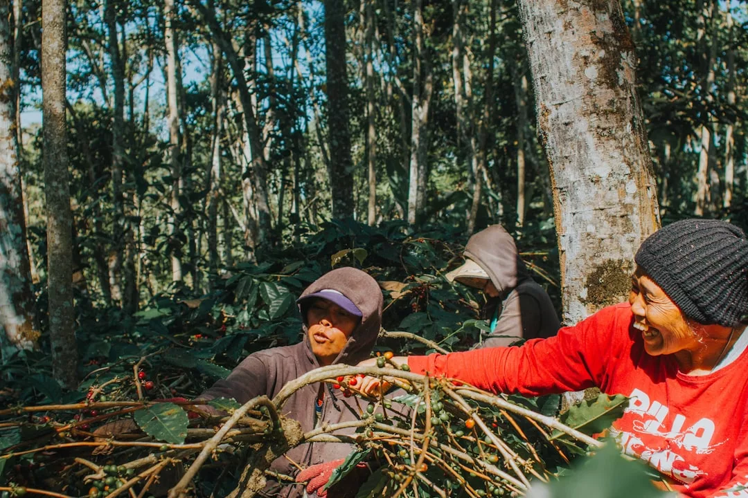 Drei Personen mit Kapuzenjacken und Hüten pflücken bei Tageslicht Früchte oder Beeren von Büschen in einem dichten Waldgebiet auf Mallorca.