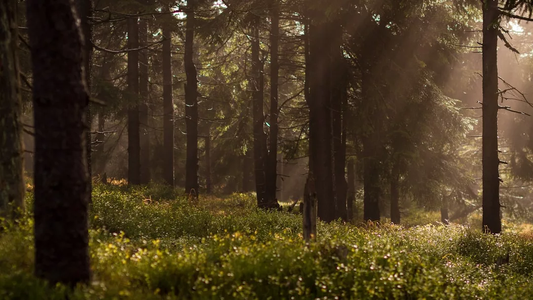 Sonnenlicht fällt durch die hohen Bäume eines dichten Waldes auf Mallorca und beleuchtet Flecken grünen Grases und Laubs auf dem Waldboden.