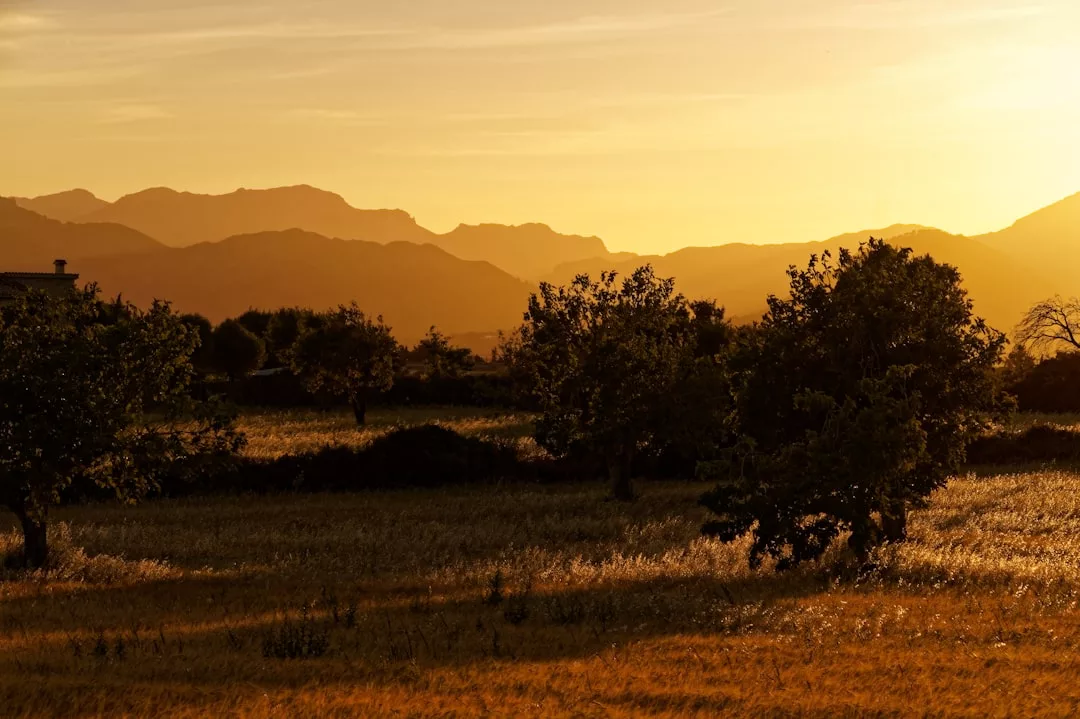 Goldenes Sonnenlicht taucht eine Grasfläche mit vereinzelten Bäumen auf Mallorca in goldenes Licht, im Hintergrund sind bei Sonnenuntergang Bergsilhouetten zu sehen.