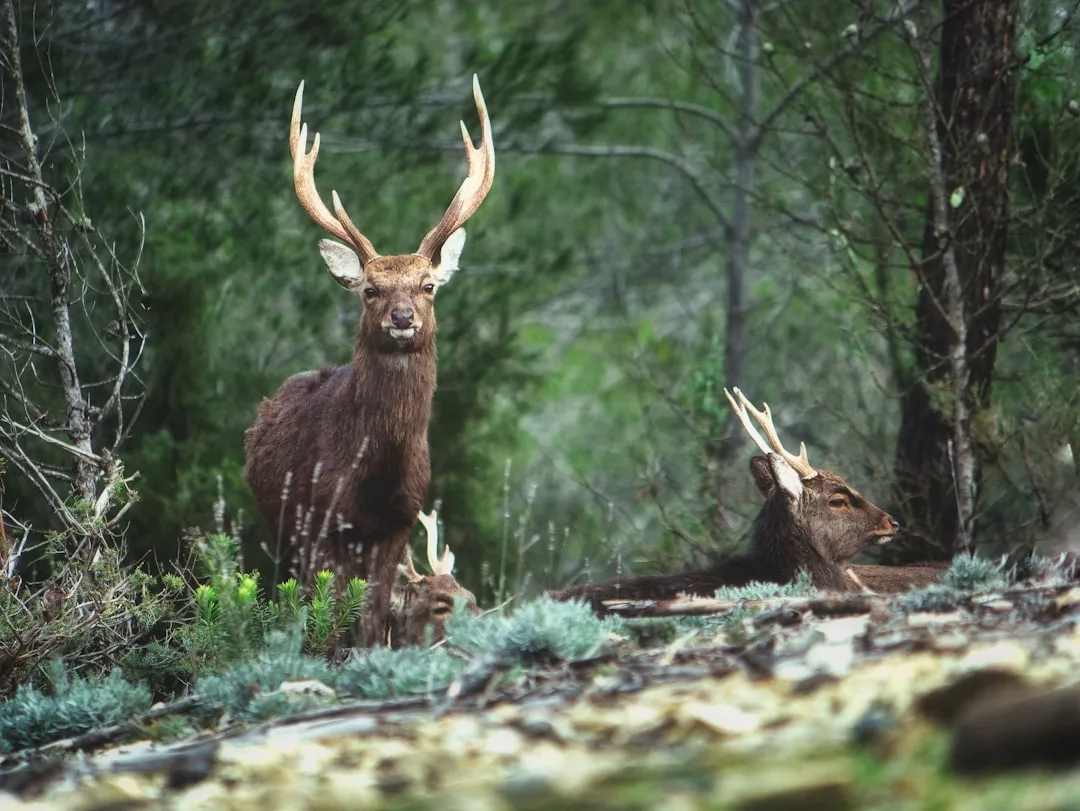 Ein Hirsch mit großem Geweih steht wachsam auf einer Waldlichtung auf Mallorca, während zwei andere Hirsche mit Geweih in der Nähe auf dem Boden ruhen.