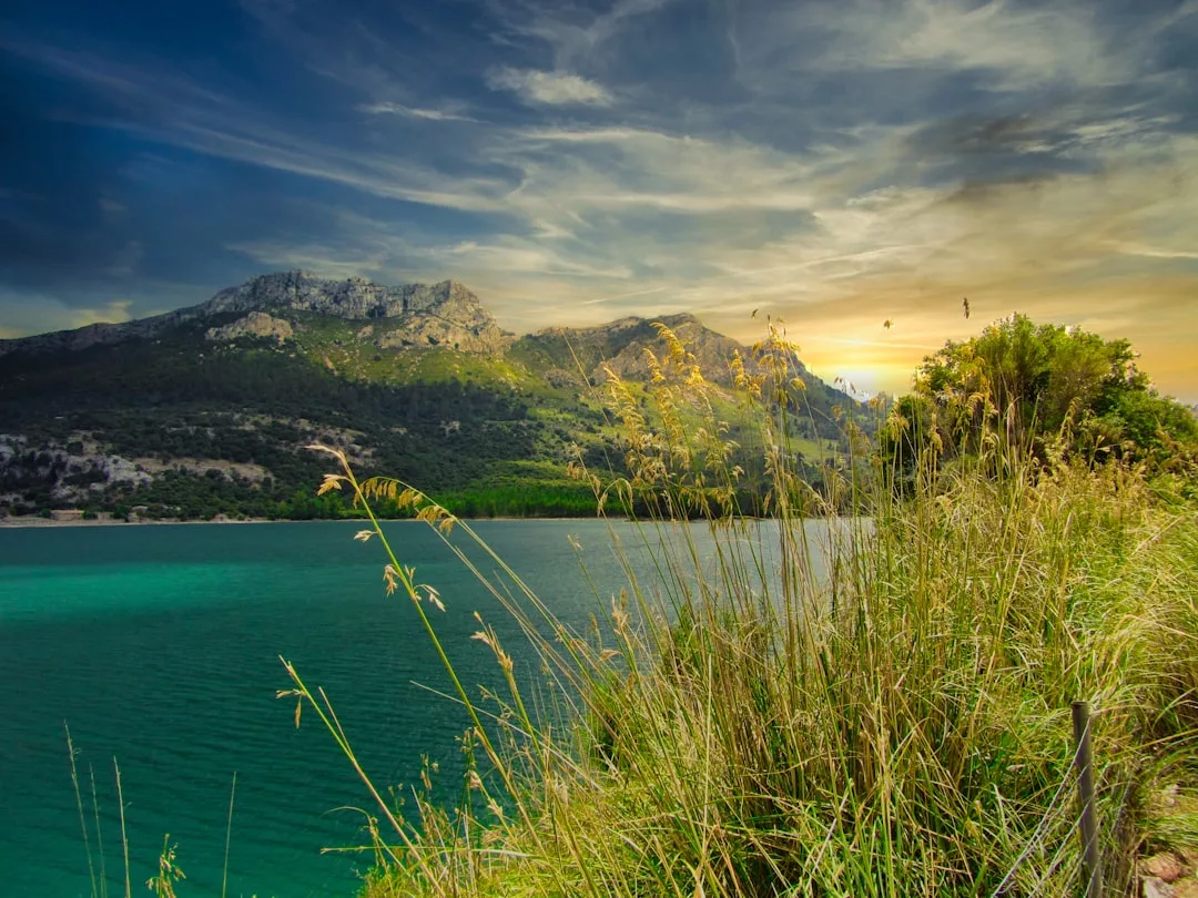 Gras und Schilf im Vordergrund neben einem türkisfarbenen See auf Mallorca, mit grünen Hügeln und felsigen Bergen unter einem bewölkten Himmel bei Sonnenuntergang.