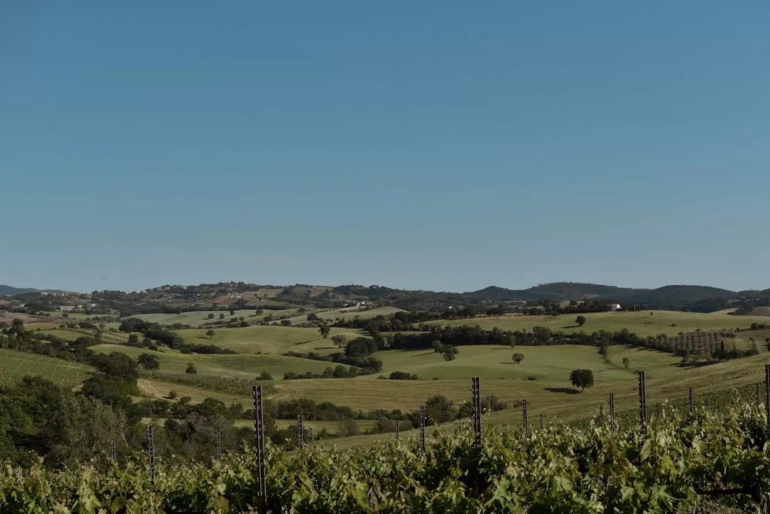 Im Vordergrund ein Weinberg mit sanften grünen Hügeln und vereinzelten Bäumen unter einem klaren blauen Himmel über Mallorca.