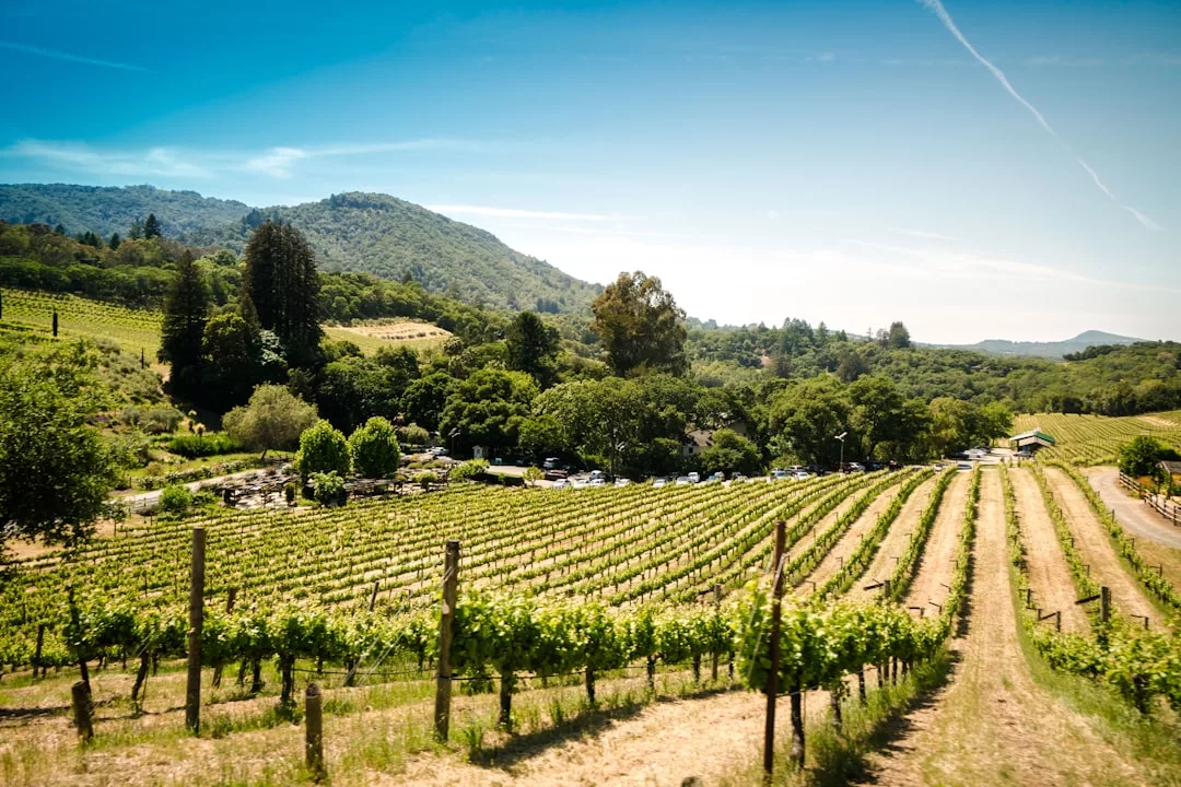 Photo Vineyard landscape