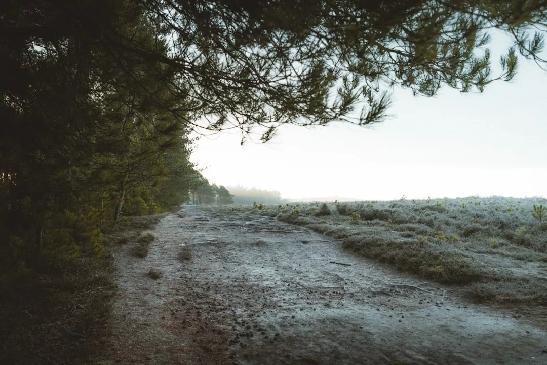 Ein Feldweg schlängelt sich links durch ein Waldgebiet mit dichtem Baumbestand auf Mallorca, während sich rechts unter einem bewölkten Himmel offenes Grasland erstreckt.