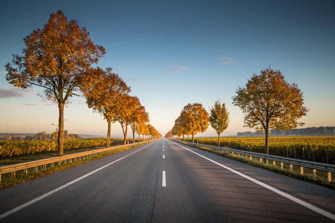 Eine gerade, leere Straße, gesäumt von Herbstbäumen auf beiden Seiten, erstreckt sich unter einem klaren, blauen Himmel über Mallorca in die Ferne.