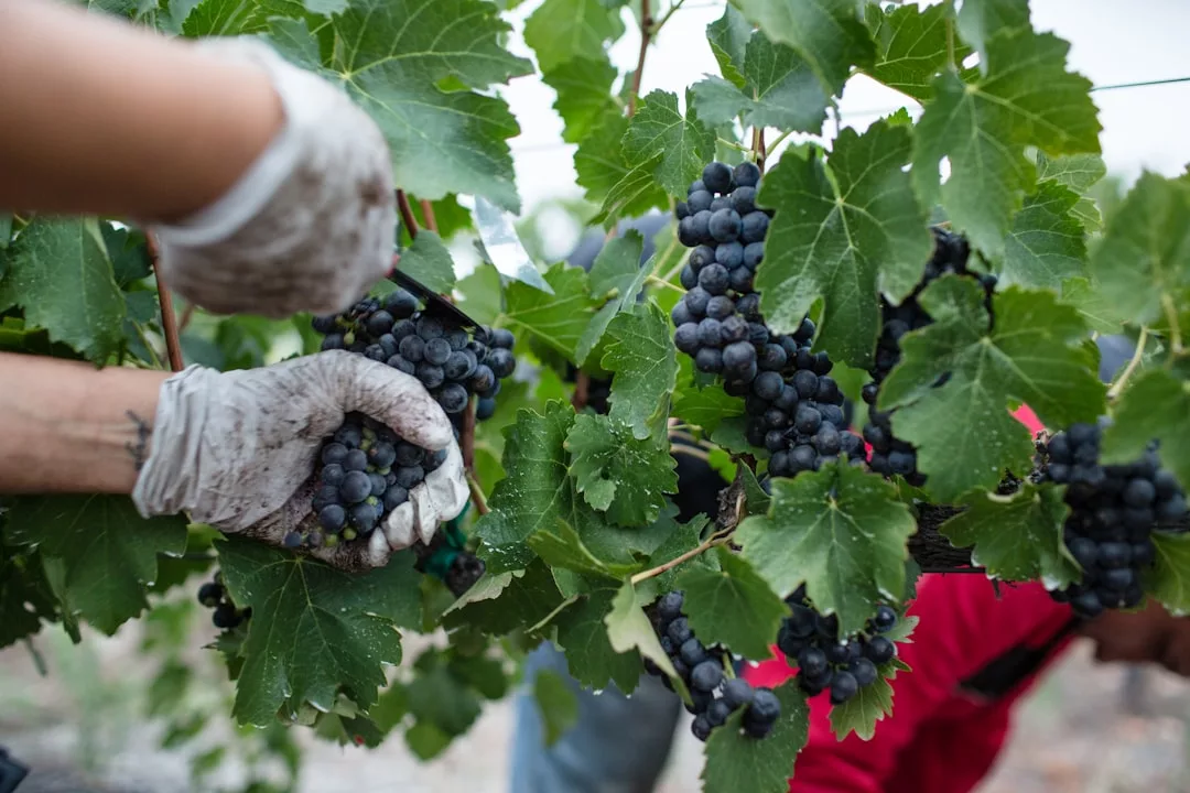 Photo Grape harvest