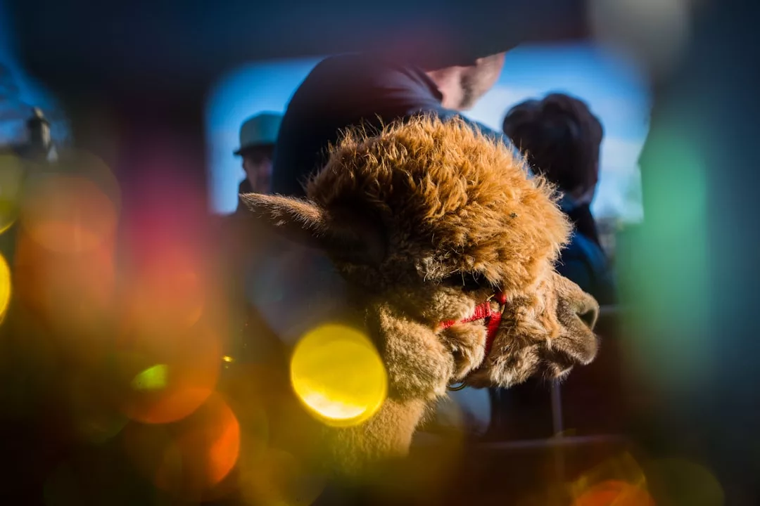 Eine Nahaufnahme eines Alpakas mit braunem, flauschigem Fell und rotem Halfter, umgeben von verschwommenen Menschen und bunten Bokeh-Lichtern im Vordergrund bei einer festlichen Veranstaltung auf Mallorca.