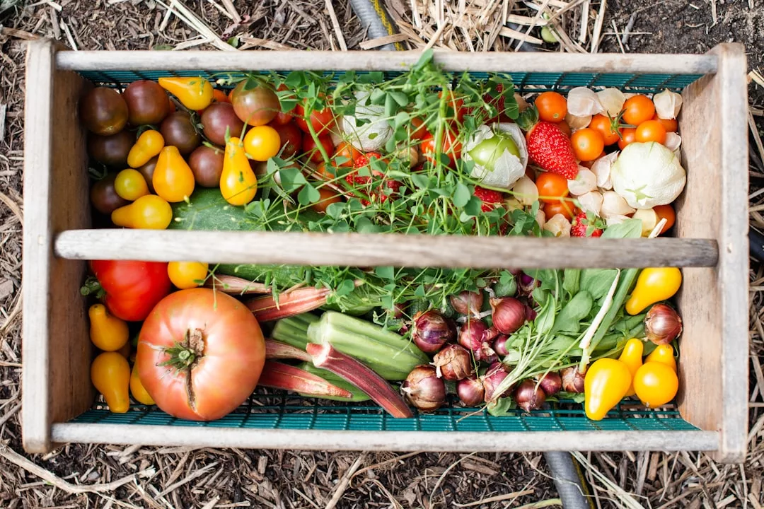 Ein Holzkorb mit verschiedenen frischen Gemüse- und Obstsorten, darunter Tomaten, Paprika, Zwiebeln und Erdbeeren, steht auf der Erde in einem Garten auf Mallorca.
