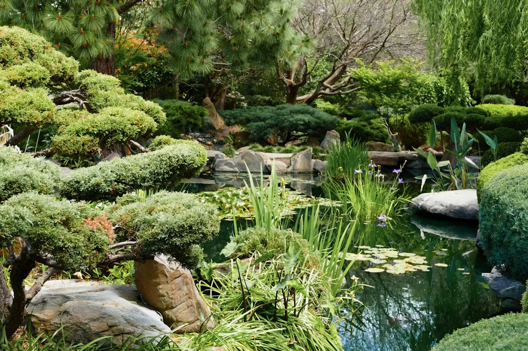 Ein üppiger japanischer Garten auf Mallorca mit gepflegten Sträuchern, Felsen, einem Teich mit Seerosen und grünen Bäumen im Hintergrund.
