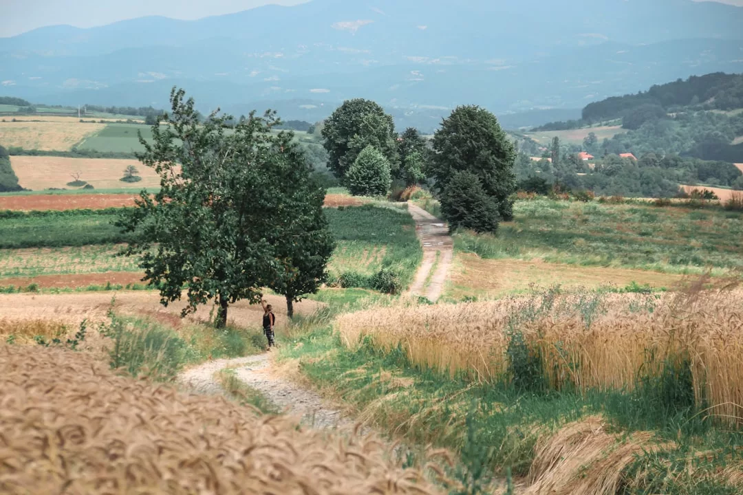 Eine Person geht auf Mallorca auf einem gewundenen Feldweg durch Felder mit hohem Gras und Getreide, im Hintergrund sind Bäume und Hügel in der Ferne zu sehen.