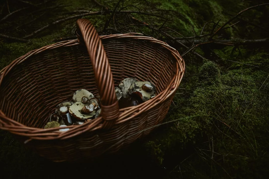 Ein Weidenkorb mit verschiedenen Wildpilzen steht auf moosigem Boden in einem Wald auf Mallorca.