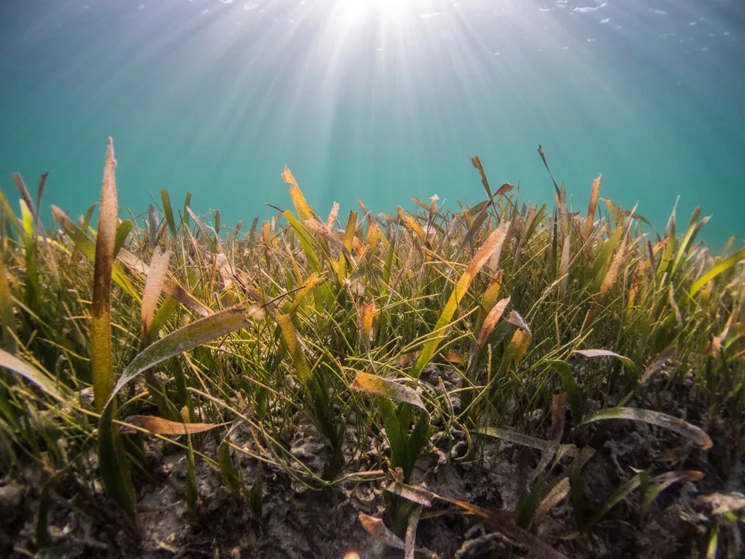 Unterwasseransicht des Sonnenlichts, das durch das Wasser auf ein dichtes Seegrasbett fällt, das auf dem sandigen Meeresboden in der Nähe von Mallorca wächst.