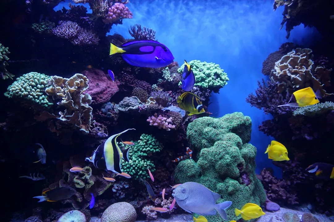Bunte tropische Fische schwimmen in einem hell erleuchteten Aquarium zwischen Korallenriffen und erinnern an die lebendige Unterwasserwelt vor der Küste Mallorcas. Blaues Wasser schimmert im Hintergrund und unterstreicht die Schönheit dieser Meeresbewohner.