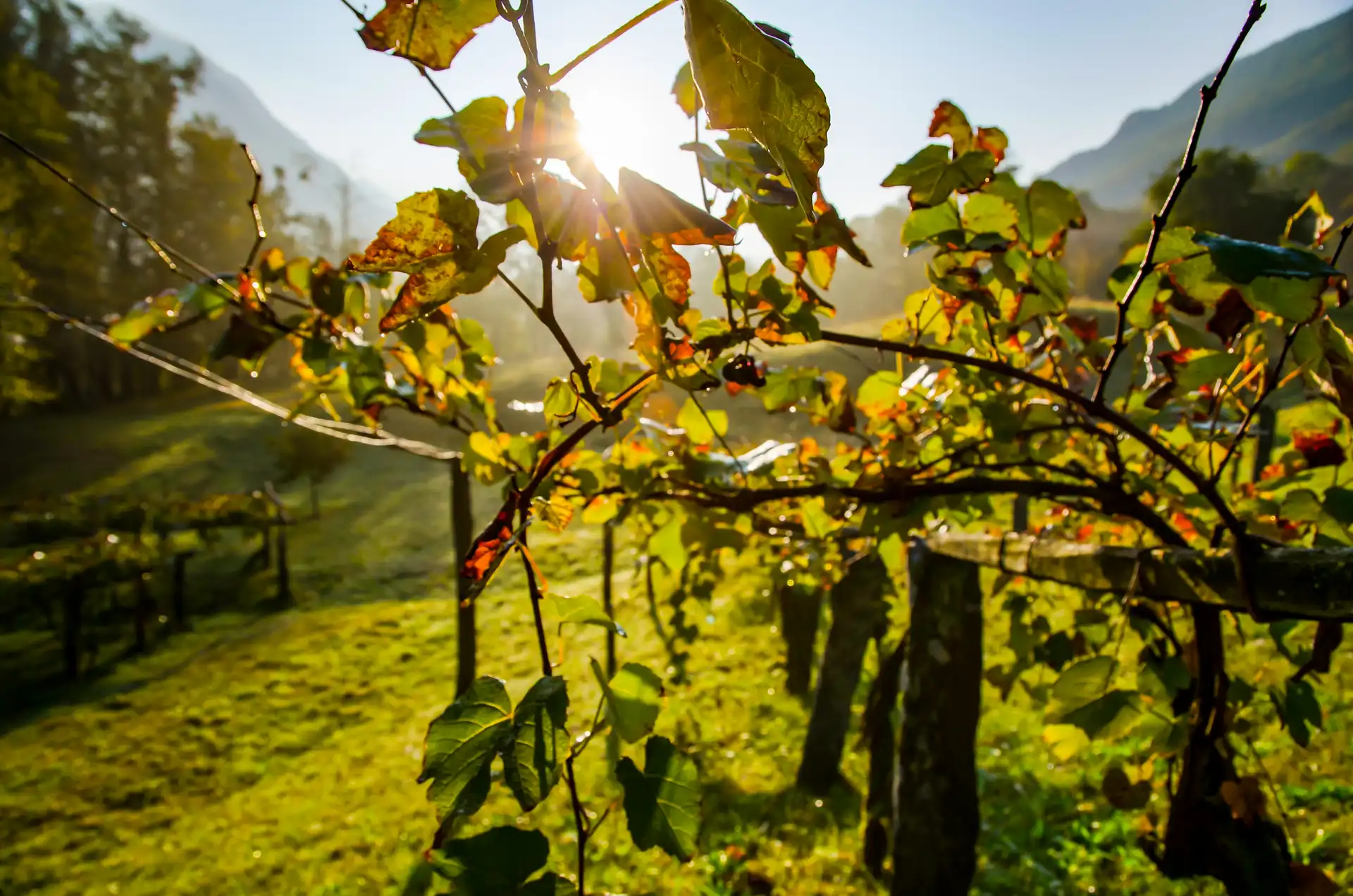Weingut Mallorca: Weinproben und exklusive Touren erleben