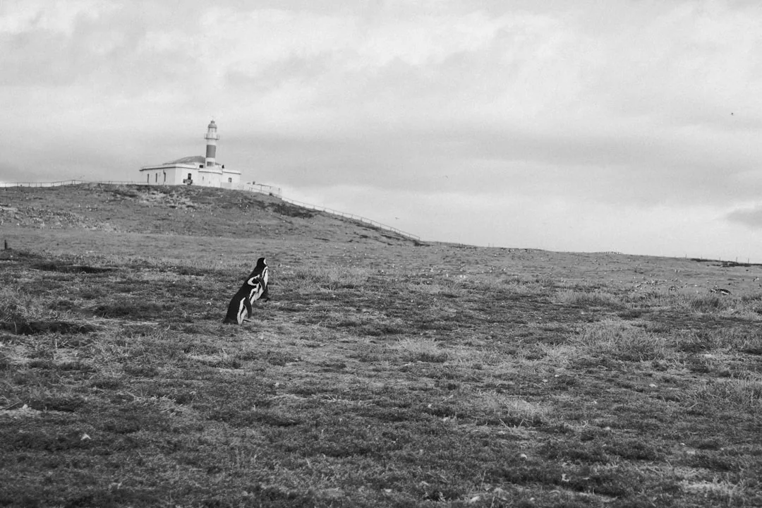 Ein einsamer Hund steht auf einer Wiese auf Mallorca, in der Ferne ist unter einem bewölkten Himmel ein Leuchtturm zu sehen.