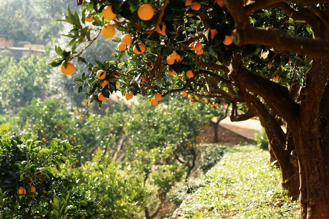 Orangenbäume mit reifen Früchten wachsen in einem sonnenbeschienenen Obstgarten auf Mallorca, mit grünem Laub und einem Feldweg im Hintergrund.