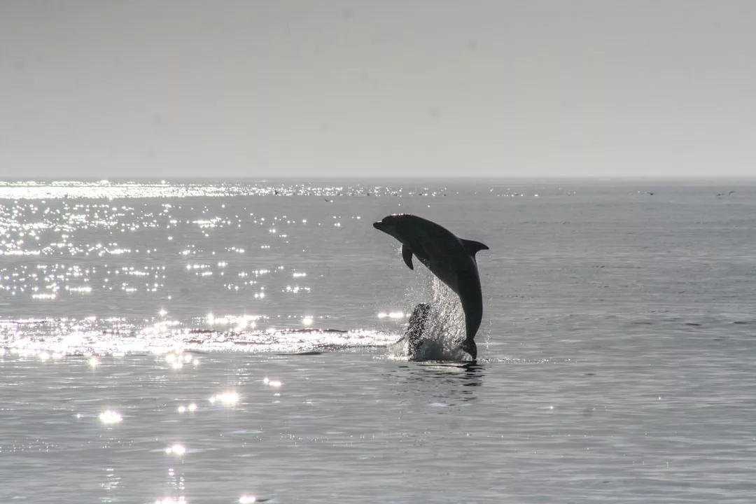Ein Delfin springt im Meer vor Mallorca aus dem Wasser, während das Sonnenlicht von der Oberfläche reflektiert wird und im Hintergrund ein klarer Himmel zu sehen ist.