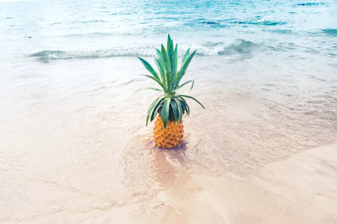 Eine Ananas steht aufrecht auf nassem Sand in Küstennähe auf Mallorca, im Hintergrund sanfte Meereswellen und blaues Wasser.