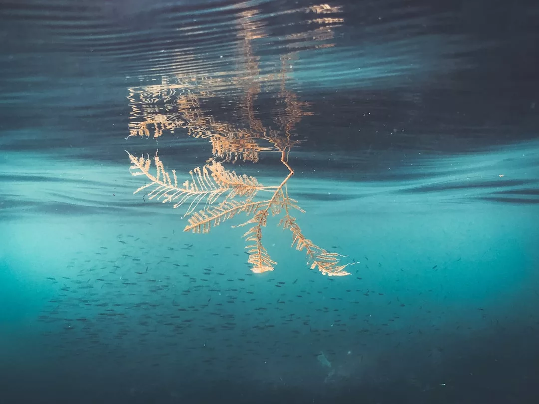 Ein zarter brauner Ast schwimmt knapp unter der Oberfläche des klaren blauen Wassers auf Mallorca, im Hintergrund ist ein Schwarm kleiner Fische zu sehen.