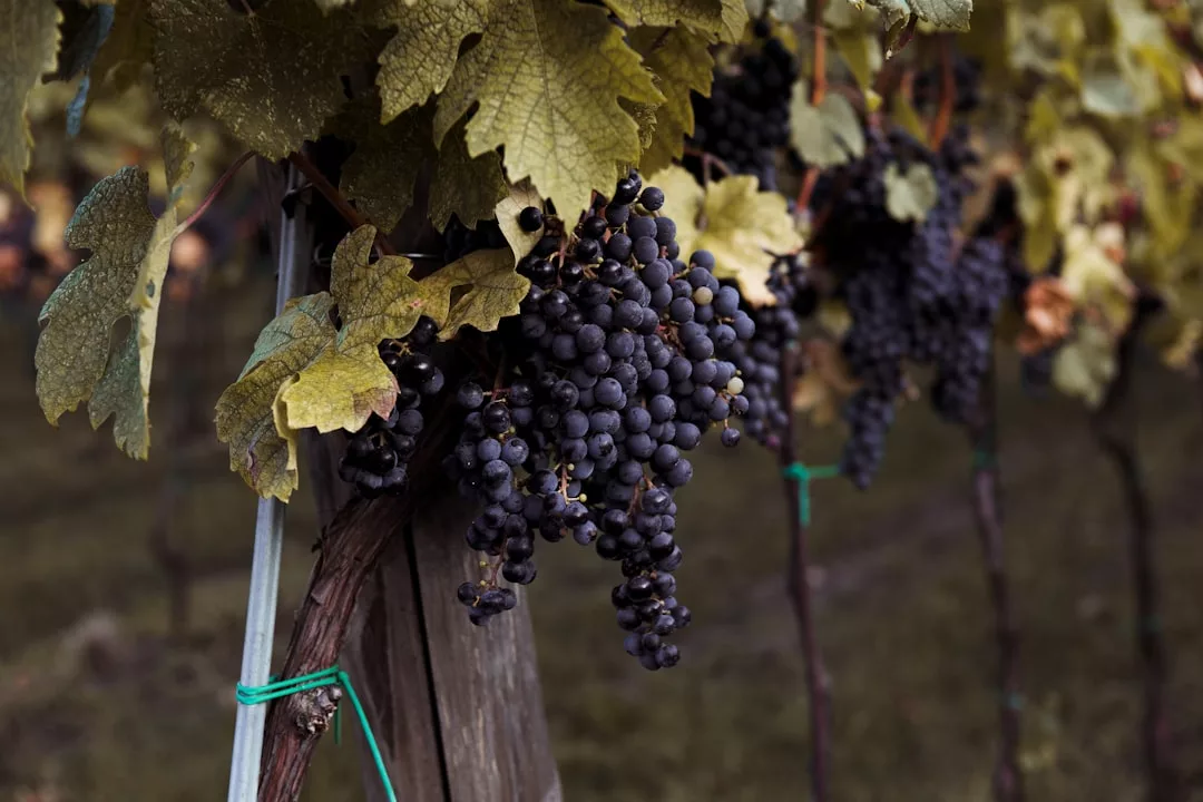 Photo Vineyard landscape