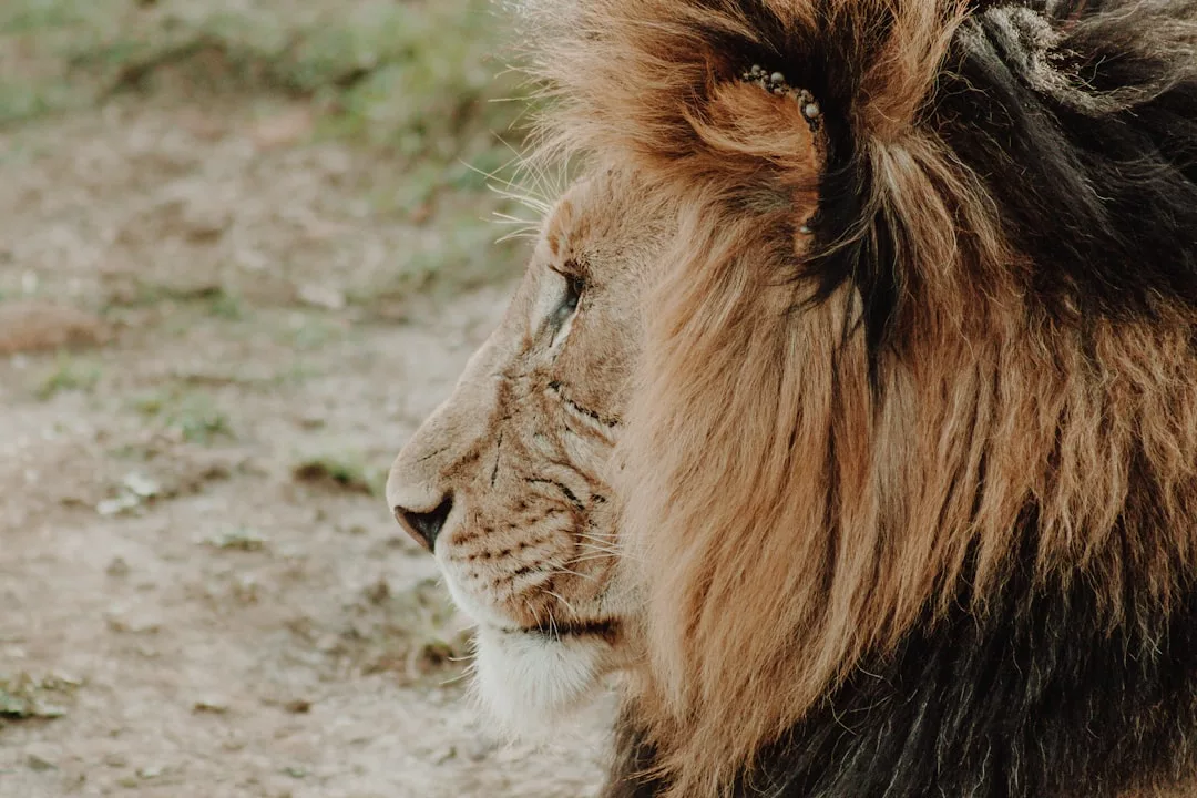 Eine Nahaufnahme des Seitenprofils eines Löwen, der nach links blickt. Seine Mähne ist majestätisch wie die wilde Küste Mallorcas, mit unscharfem Boden im Hintergrund.